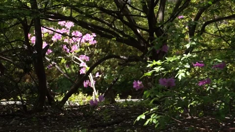 PINKSPRINGFLOWERS Video stock 195993835