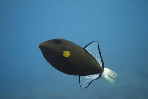 Pinktail Triggerfish Stock Photos