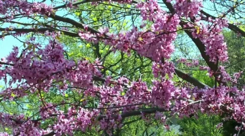 Pinky flower Stock Footage 397207