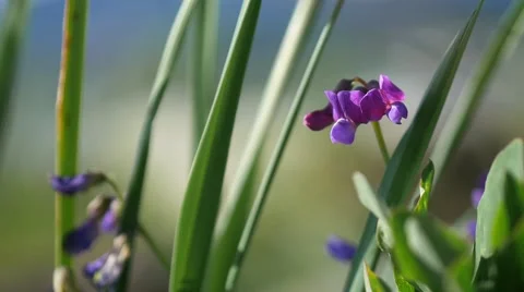 Pinky Flower in Windy Grass 動画素材 52086006