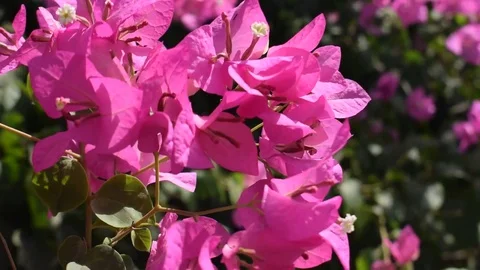 Pinky flowers in the wind Video stock 78208239
