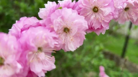 Pinky fluffy flowers of decorative cherry tree blossom, sakura spring season Stock Footage 307429233