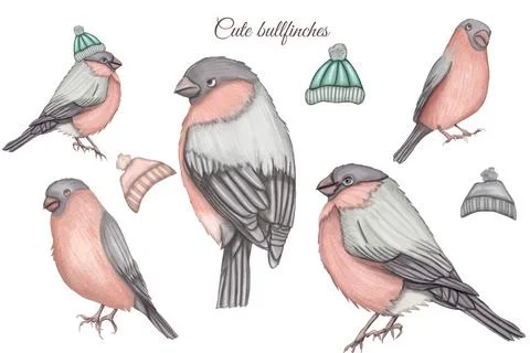 Pinky winter birds Stock Illustration