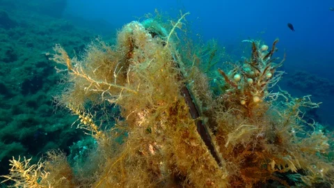 Pinna nobilis shell 库存影片 127987985