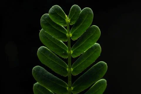 Pinnate compound leaf with paired leaflets on black backgr Stock Photos