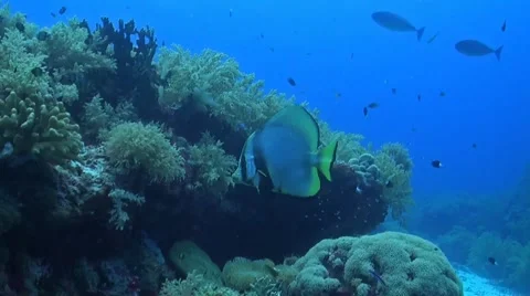 Pinnate Spadefish Stock Footage 51488945