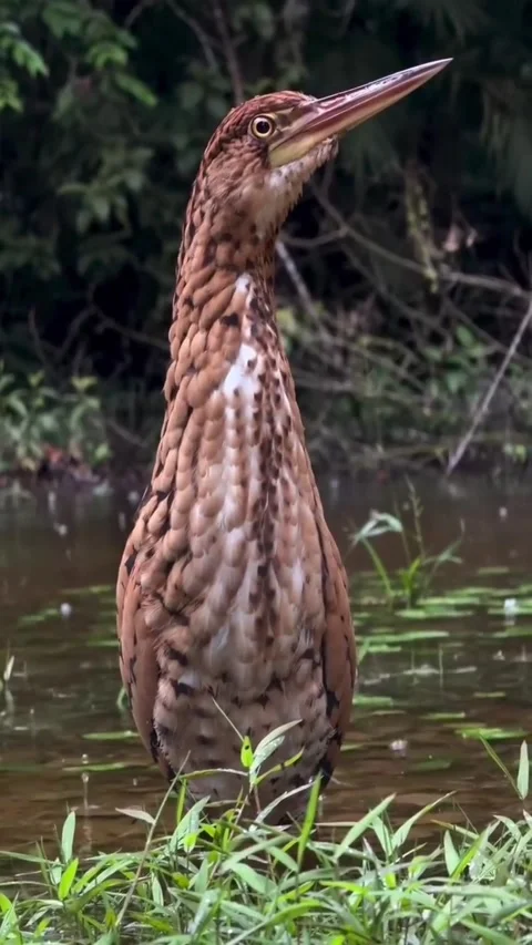 A pinnated bittern standing in shallow water in a natural wetland habitat Stock Footage 335049714