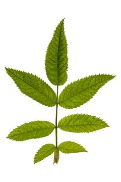 Pinnately compound leaf morphology with serrated leaflets and venation Fotos Stock