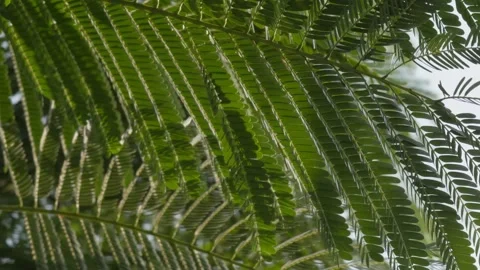 Pinnately compound leaves swaying close-up and tilt-up 60fps Stock Footage 274438131