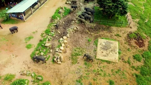 Pinnawala the largest herd of captive elephants in the world. Stock Footage 292822678