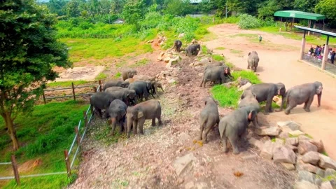Pinnawala the largest herd of captive elephants in the world. Stock Footage 294207956