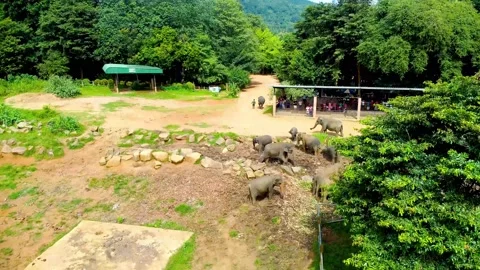 Pinnawala the largest herd of captive elephants in the world. Stock Footage 294208098