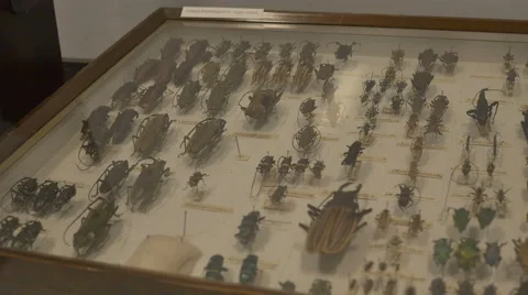 Pinned Insects Panel Stock Footage 61858729