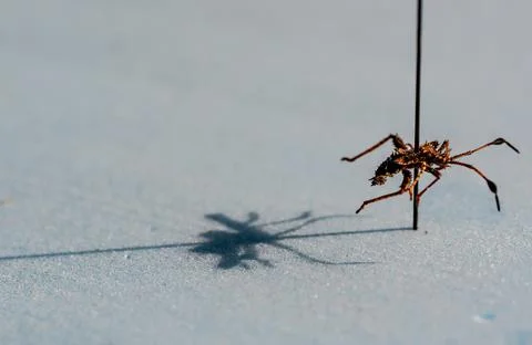 Pinned macro of a squash bug nymph in an insect entomology collection Stock Photos