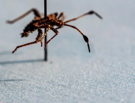 Pinned macro of a squash bug nymph in an insect entomology collection Stock Photos
