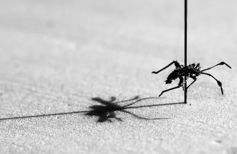 Pinned macro of a squash bug nymph in an insect entomology collection Stock Photos