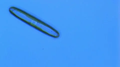 Pinnularia Diatom glides under microscope - Algae 400X Stock Footage 302708970
