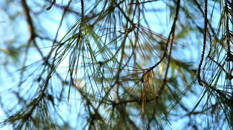 Pino tree Stockbeeldmateriaal 474204