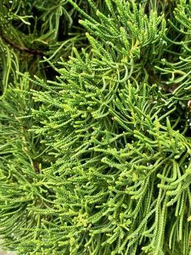 Pinophyta Stock Photos