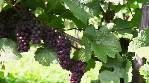 Pinot gris grapevine in autumn Video stock 8894974