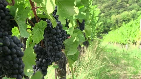 Pinot noir 05 Stock Footage