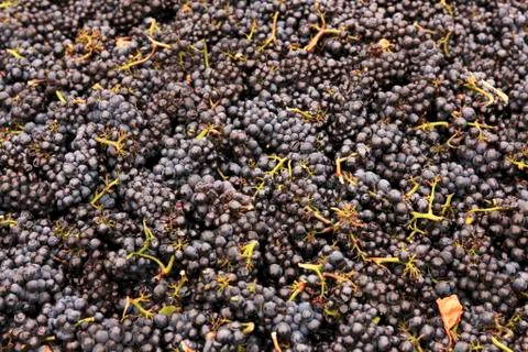 Pinot Noir grapes after picking Stock Photos
