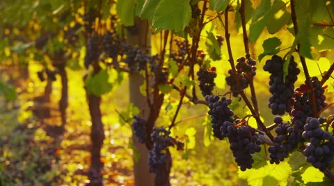 Pinot Noir grapes in vineyard at sunrise, Oregon. Shot on RED EPIC for high Stock Footage