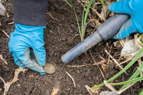 Pinpointer metal detector in digger archaeologist hand and ancient coin. Stock Photos