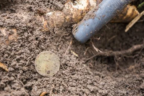 Pinpointer metal detector in the ground and an ancient historical coin Stock Photos