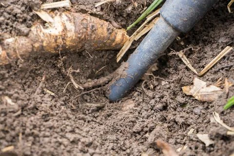 Pinpointer metal detector in the ground and an ancient historical coin Stock Photos
