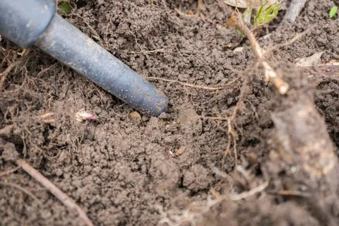 Pinpointer metal detector in the ground and an ancient coin. Stock Photos