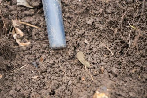 Pinpointer metal detector in the ground and an ancient coin. Stock Photos