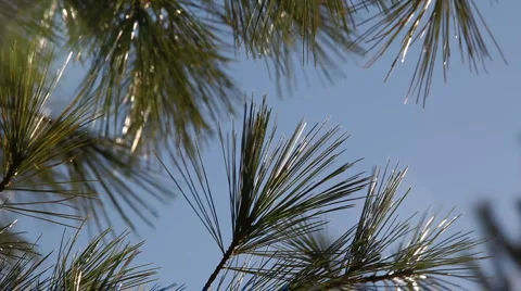 Pinr branches in wind 4 Stock Footage 2250947