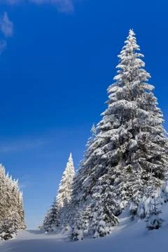 Pins with snow Stock Photos