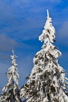 Pins with snow Stock Photos