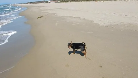 Pinscher dog first time at the beach Stock Footage 105729225