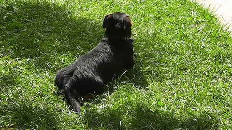 Pinscher dog on a grass in summer Stock Footage 90965228