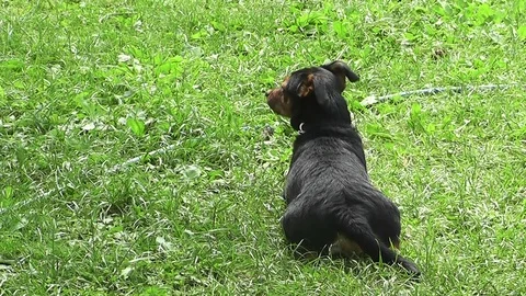 Pinscher dog on a grass in summer Stock Footage 90965281