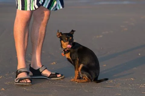 Pinscher with owner in training Stock Photos