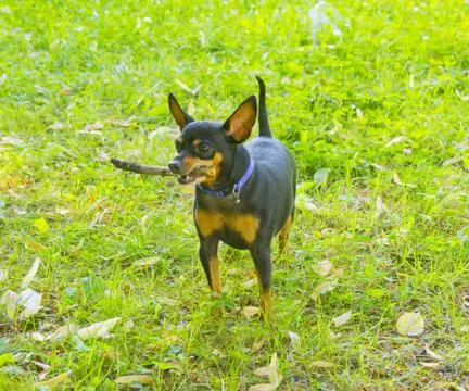Pinscher Stock Photos