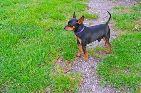 Pinscher Stock Photos
