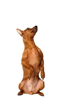 Pinscher Stock Photos