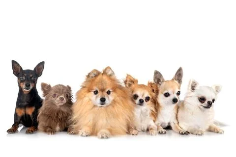 Pinscher in studio Stock Photos