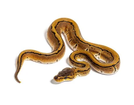 Pinstripe ball python, python regius, isolated on white Photos