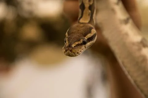Pinstripe Python Snake Stock Photos