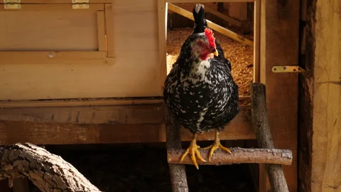 Pint breed hen cackling Видео 166239636