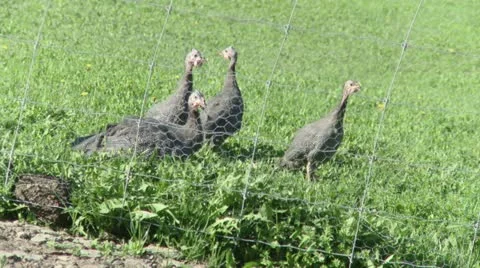 Pintades Stock Footage 21352642