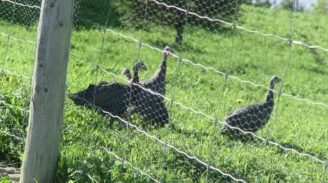 Pintades Stock Footage 21354031