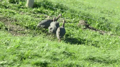 Pintades Stock Footage 21354120