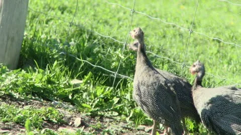 Pintades Stock Footage 21354360